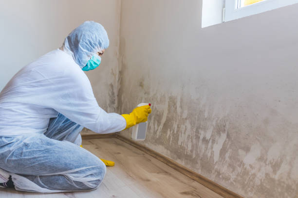 Licensed Mold Cleanup service in Newtonville, MA - WQB Mold Removal